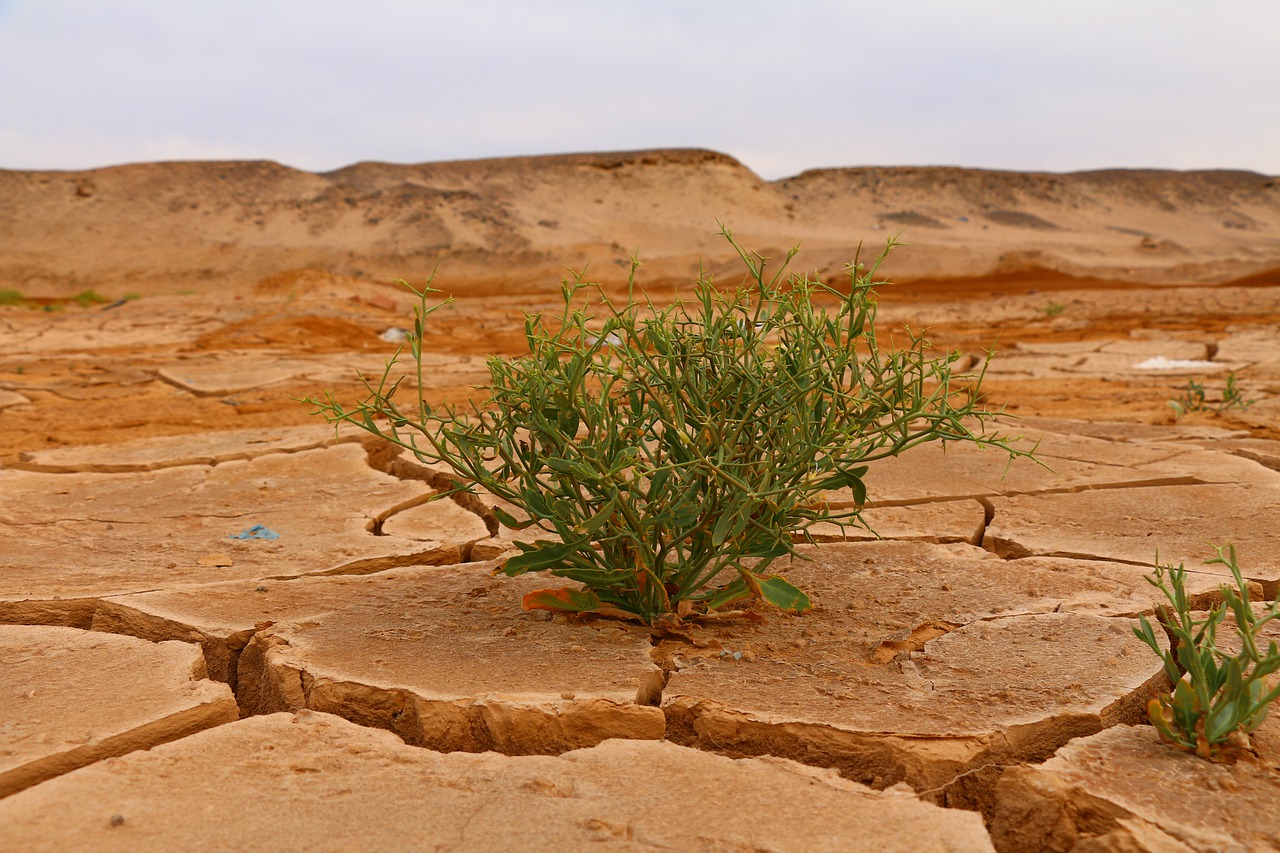 drought